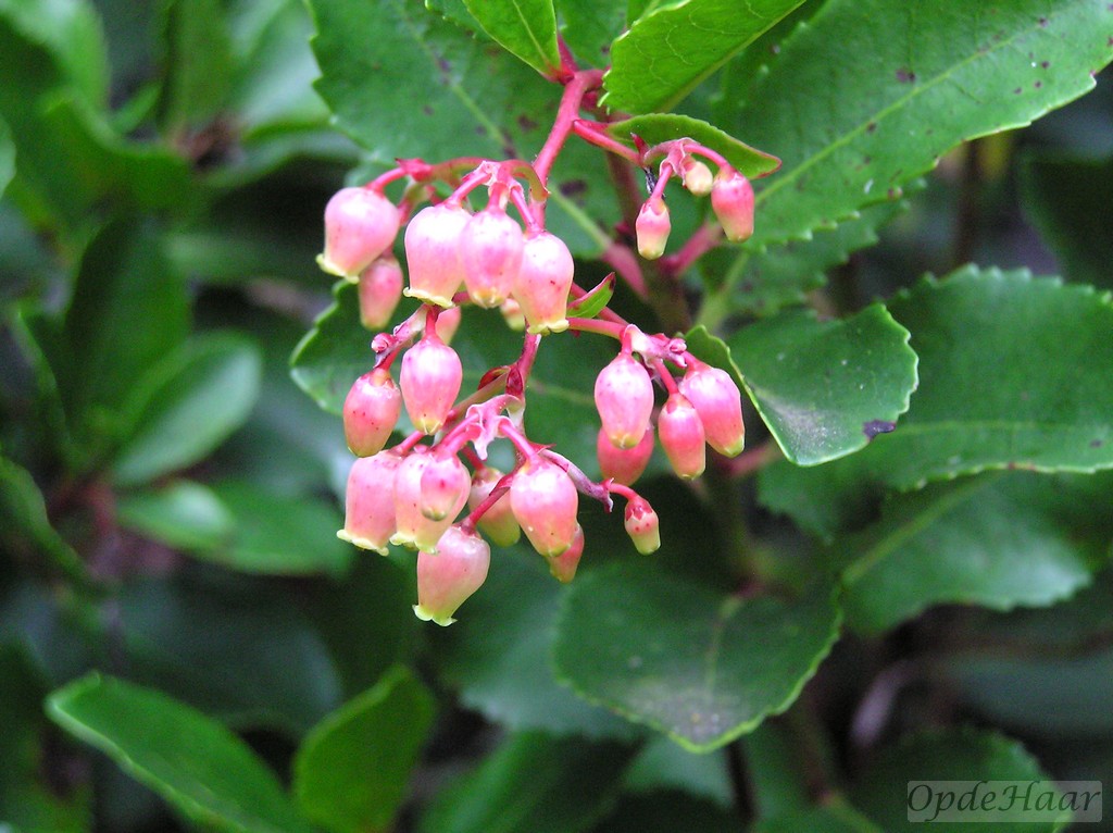 Arbutus unedo Rubra  